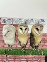 新宿貓頭鷹咖啡廳🦉，超過10隻貓頭鷹🦉等你來！