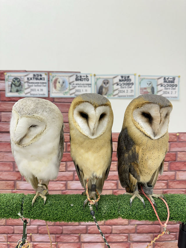 新宿貓頭鷹咖啡廳🦉，超過10隻貓頭鷹🦉等你來！