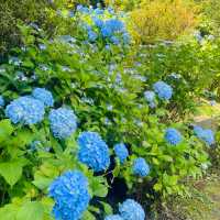 【長野県/岡谷市　色鮮やかな紫陽花が一面に広がる先には諏訪湖が見える絶景スポット✨】