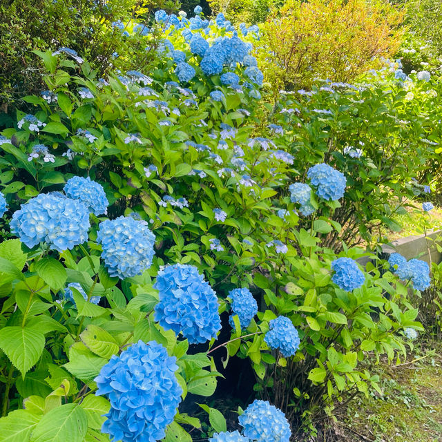 【長野県/岡谷市　色鮮やかな紫陽花が一面に広がる先には諏訪湖が見える絶景スポット✨】
