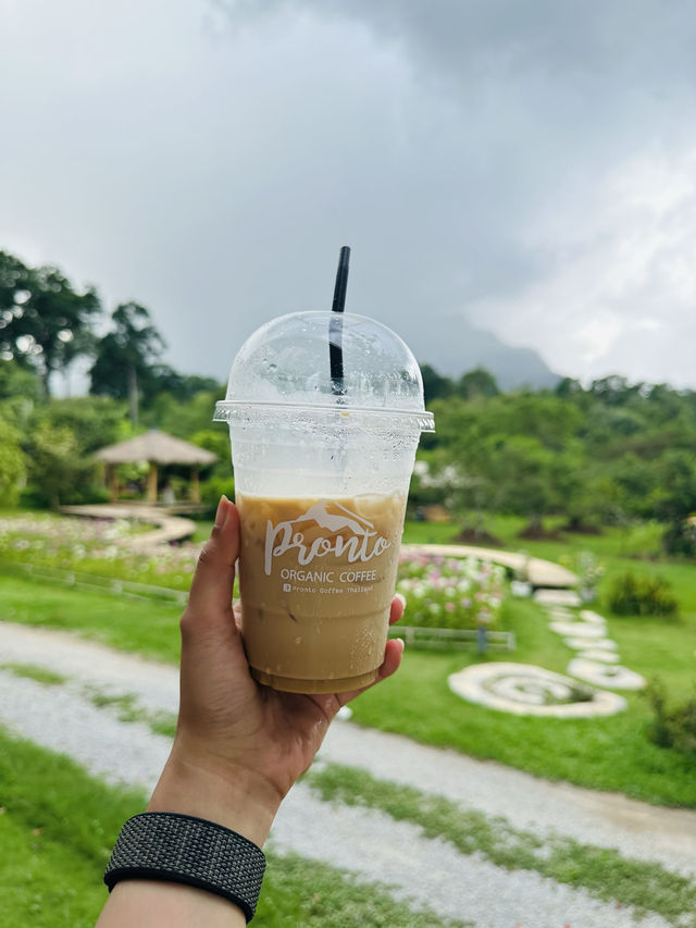 Pronto Coffee @ Chiang Dao 