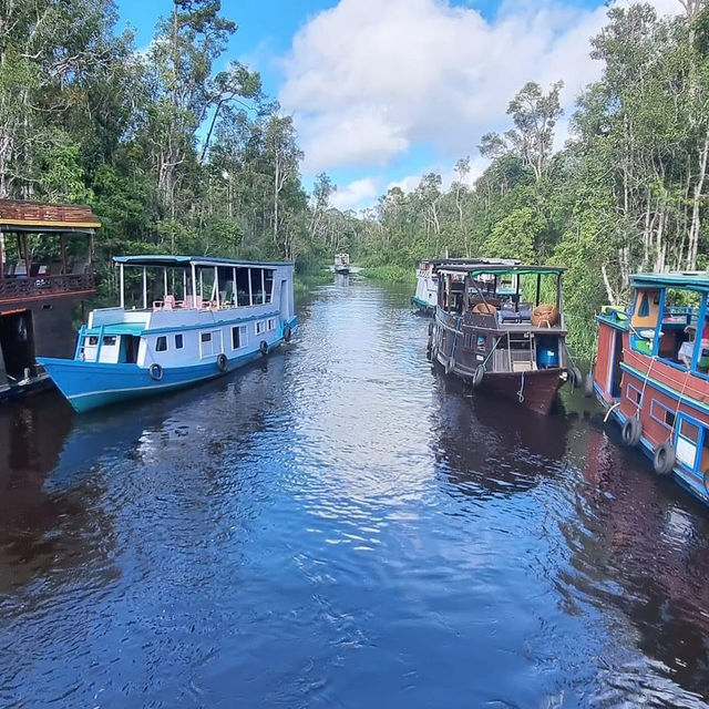 Tanjung Puting