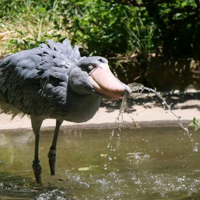 恩賜上野動物園