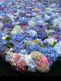 誰もが一度は見たい水中華🥰💠💐圧巻の紫陽花演出は必見！