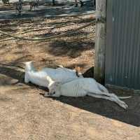 獵人谷野生動物園