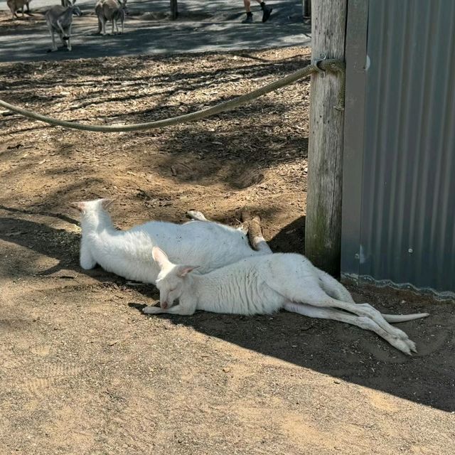 獵人谷野生動物園