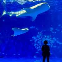 鹿兒島水族館-九州最大規模水族館，必看鯨鯊、水母與魔鬼魚