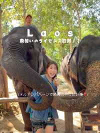 【🇱🇦ラオス】ルアンパバーンで絶対やりたい事❣️象使いのライセンス取得ツアー🐘