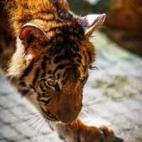 福州動物園：動物奇妙景象，雨天也好玩