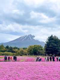📍富士本栖湖リゾート 富士芝桜まつり