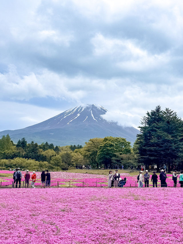 📍富士本栖湖リゾート 富士芝桜まつり