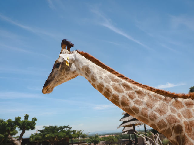 Huahinsafari & Adventure Park
