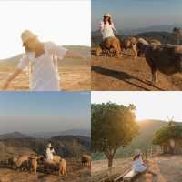 พาเที่ยวฟาร์มแกะที่ Akha FarmVille เชียงราย🐑💚