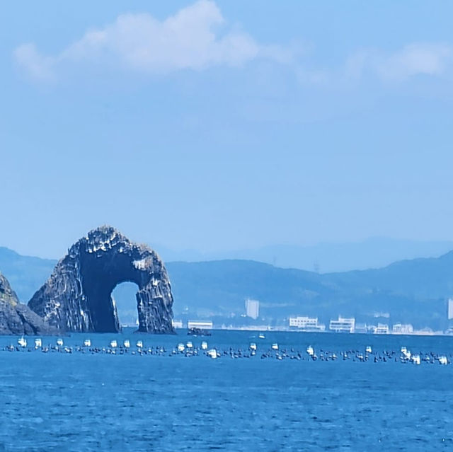 「福岡貓島：200隻流浪貓咪的夢幻樂園，治愈系目的地等你來！」