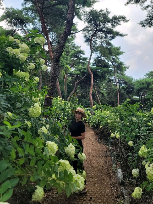 여름꽃 즐기며 산책하기좋은 장성 루몽드수목원💚