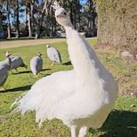 Experience Tasmania’s Wildlife at East Coast Natureworld, Bicheno