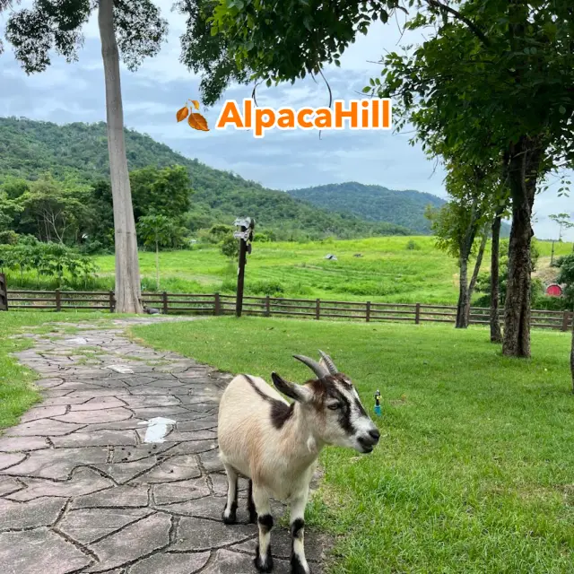 AlpacaHill