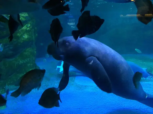 與神奇海洋生物共度充實時光 COEX Aquarium 