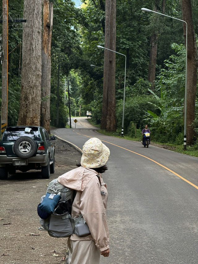 ถนนต้นยาง | เชียงดาว 🛻🛣️🌳🍃