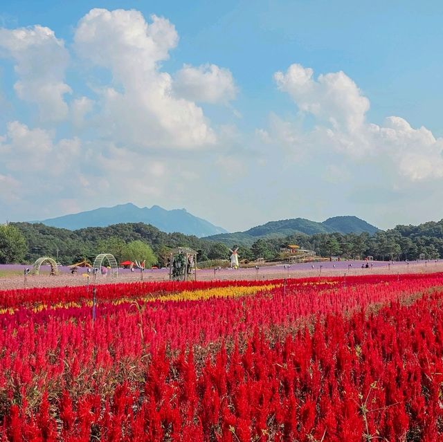 가을, 철원 고석정 꽃밭을 가야하는 이유💐