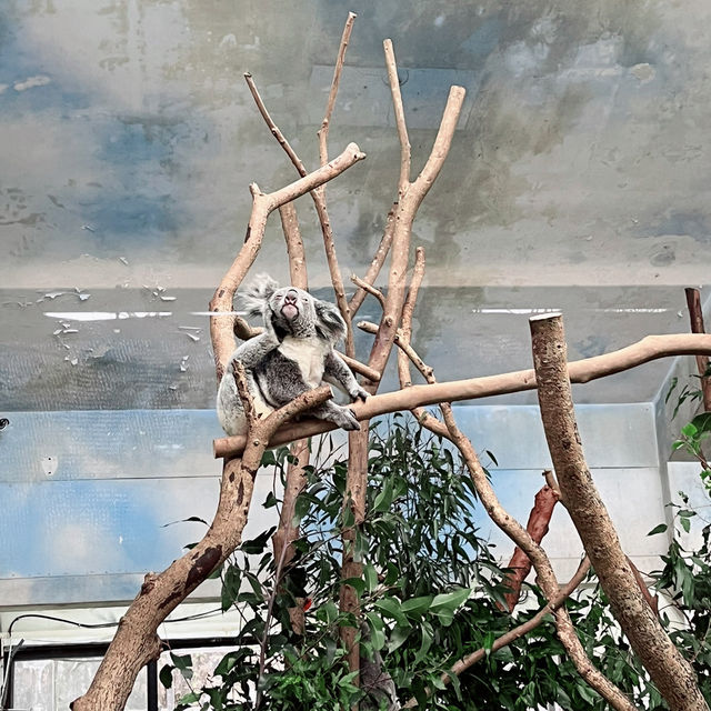 【台湾】充分な広さにびっくり台北動物園🐱