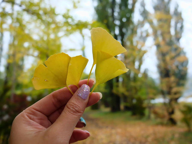 ชมใบไม้เปลี่ยนสีที่ Kawaguchiko Park 