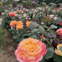 A Floral Wonderland