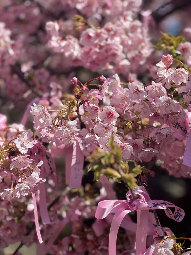 🎀リボン×桜🌸 の組み合わせが最強に可愛い神社⛩