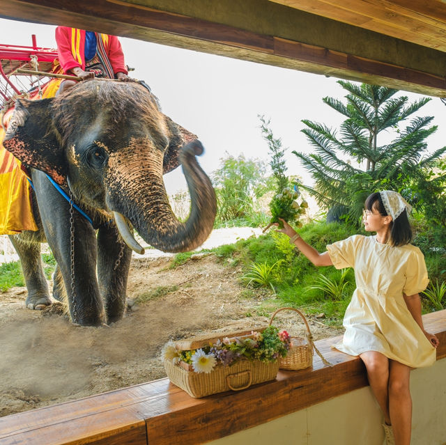 เที่ยวคาเฟ่อยุธยา ถ่ายรูปเล่น ให้อาหารน้องช้าง