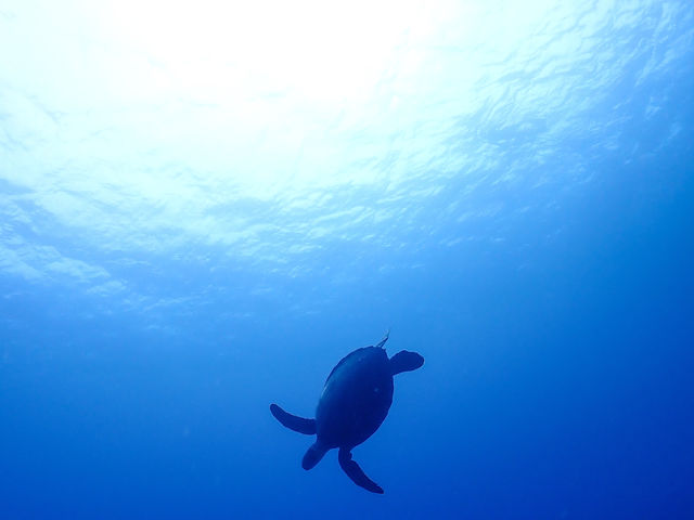 【沖縄 宮古島】🌊✨ ここはまるで別世界！宮古島の秘境「八重干瀬」 ✨🐠 