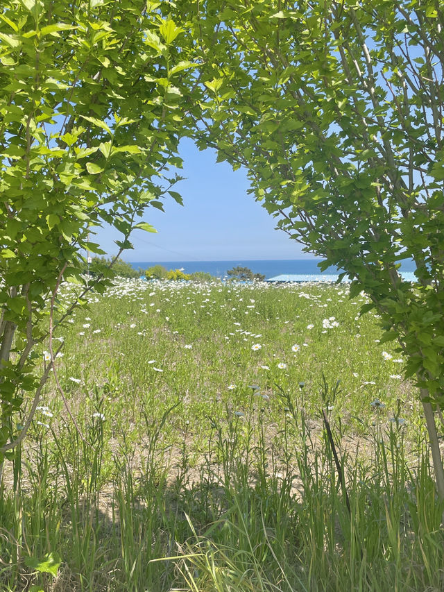 데이트하기 좋은 꽃구경 스팟:울산 슬도