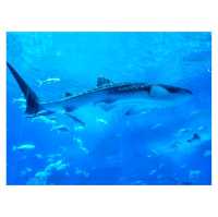 沖繩美麗海水族館：探索海洋的奇幻世界準備好潛入沖繩美麗海水族館的奇幻海洋世界吧！ 