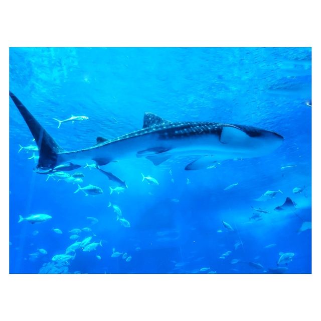 沖繩美麗海水族館：探索海洋的奇幻世界準備好潛入沖繩美麗海水族館的奇幻海洋世界吧！ 