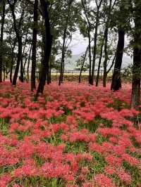 아름다운 붉은 꽃들이 활짝 핀 🌷 사이타마 공원피크닉 데이트