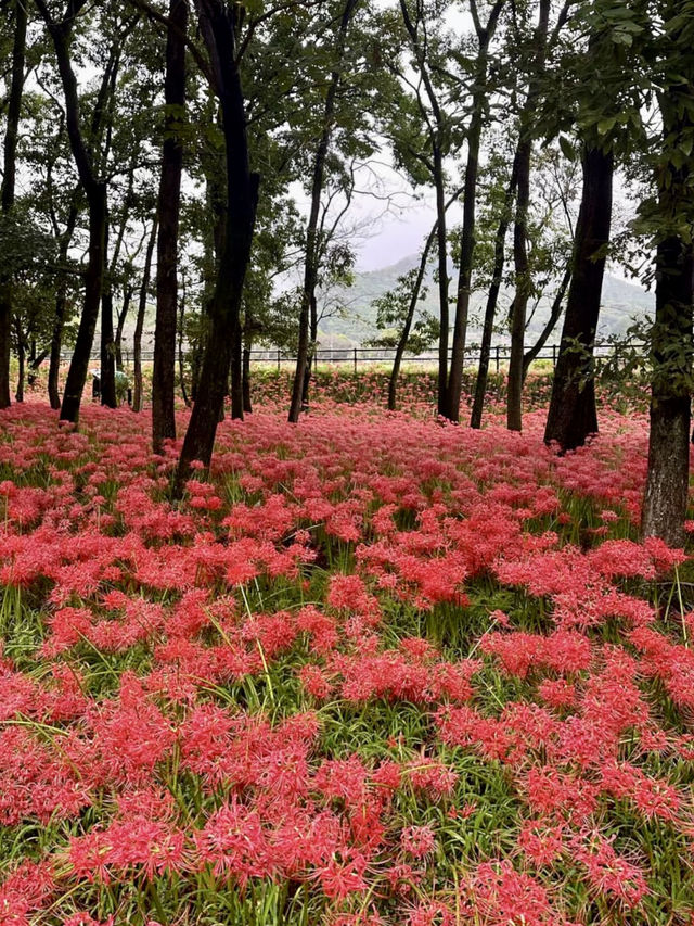 아름다운 붉은 꽃들이 활짝 핀 🌷 사이타마 공원피크닉 데이트
