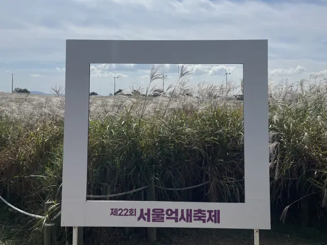 首爾天空公園 首爾芒草節 