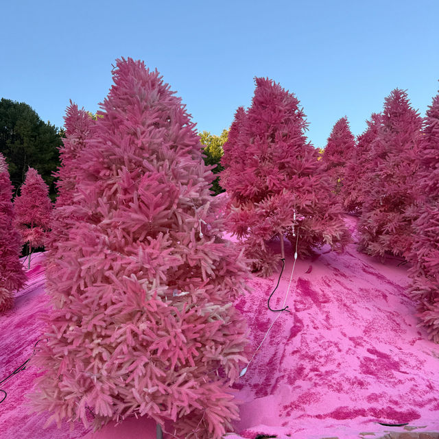 [포천] 핑크핑크한 핑크뮬리를 포천허브아일랜드에서🌸