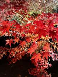 【京都東寺】境内の紅葉ライトアップ🍁と夜間特別公開