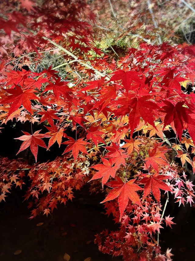 【京都東寺】境内の紅葉ライトアップ🍁と夜間特別公開