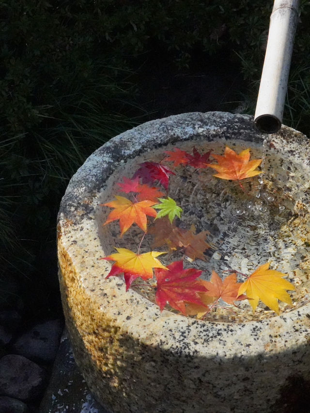 東京｜都心からアクセスしやすい紅葉スポット🍁