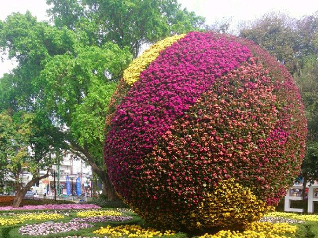 ฟังดนตรีในสวน..เชียงรายดอกไม้งาม