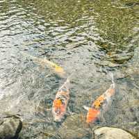 Garden of Wonders: Discovering the Beauty of Suizenji in Kumamoto!