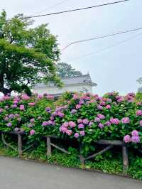 【神奈川】お城と紫陽花の風景