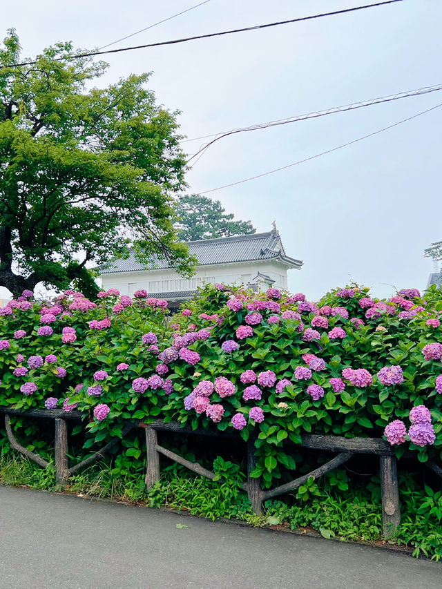 【神奈川】お城と紫陽花の風景