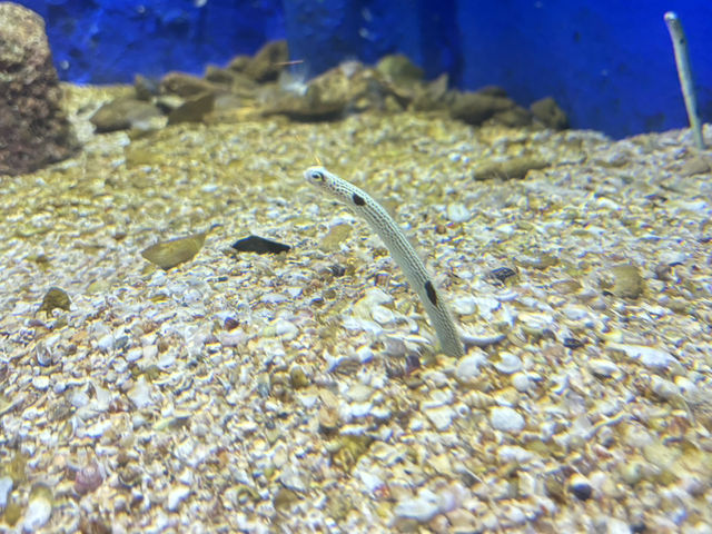 Rayong Aquarium 🐡🐠🪼