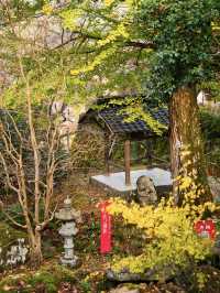 【ここ行って】本当は教えたくない🙅丹波地方最古の寺院で見る紅葉✨