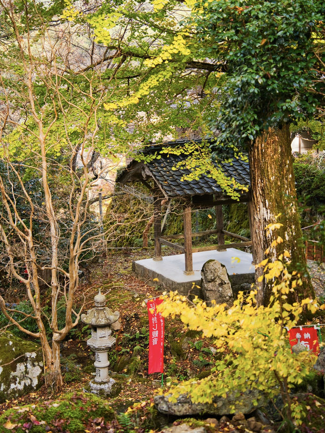 【ここ行って】本当は教えたくない🙅丹波地方最古の寺院で見る紅葉✨