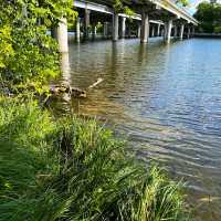 LADY BIRD LAKE HIKE AND BIKE TRAIL.