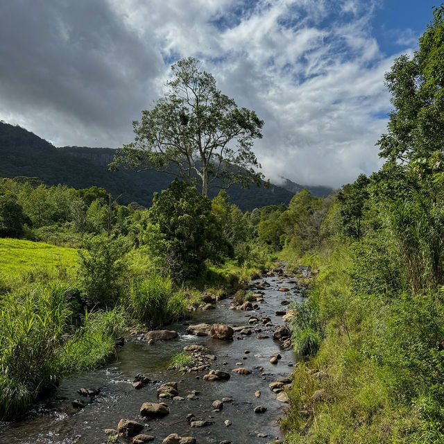 Discover the Enchanting Beauty of Springbrook National Park