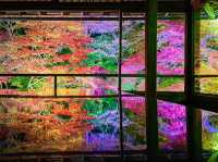 【京都】幻想的すぎるライトアップされた絶景紅葉
